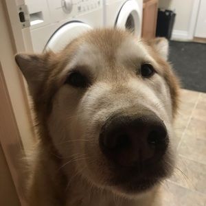 Meet your Posher, Sophie